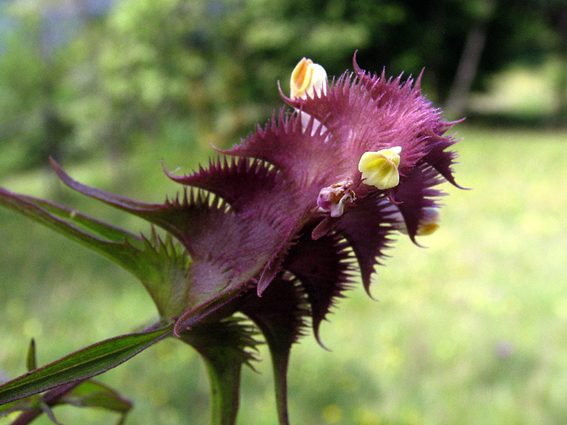 Melampyrum cristatum L.